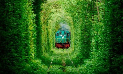 Những 'đường hầm cây' đẹp như cổ tích