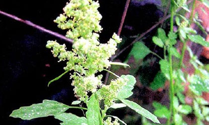 Chữa đau bụng do lạnh với rau muối