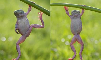 Ngộ nghĩnh chú ếch tập xà đơn với cành cây