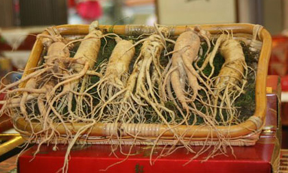 Ai không được dùng nhân sâm ?