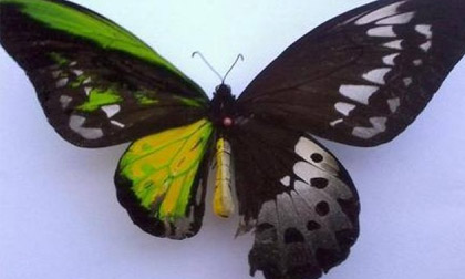 Choáng trước hình ảnh con bướm lưỡng tính nửa đực, nửa cái