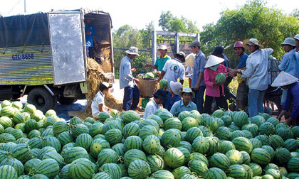Giá dưa hấu miền Trung tăng gấp 10 lần thời điểm cuối tháng 3