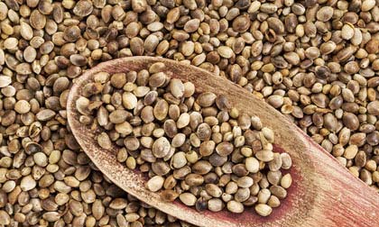 3 công dụng nổi bật của hạt gai dầu đối với sức khỏe