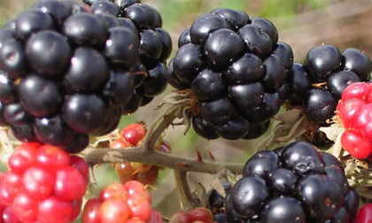 Các bài thuốc giúp mát gan