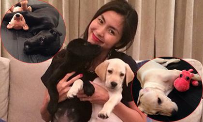 Fan "phát sốt" vì Hà Tăng khoe loạt ảnh cún cưng ôm "gấu" đi ngủ