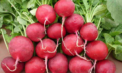 Món ăn, bài thuốc chăm trẻ bị sởi