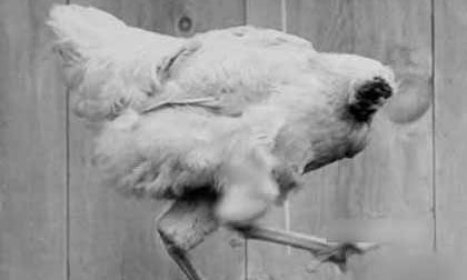 Chú gà bị chặt đầu vẫn sống được năm rưỡi