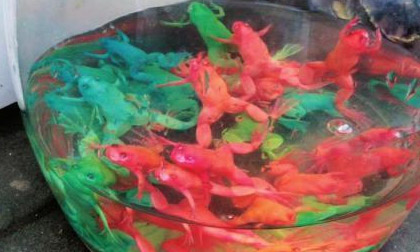 Sự thật về loài ếch nhiều màu tại Trung Quốc