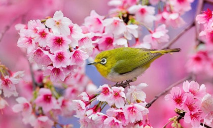 20 bức ảnh chụp hoa anh đào đẹp nhất năm 2014