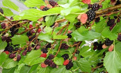 Quả dâu làm thuốc