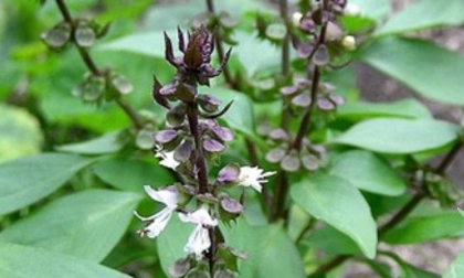 Rau húng quế - thực phẩm “vàng” chữa nhiều bệnh