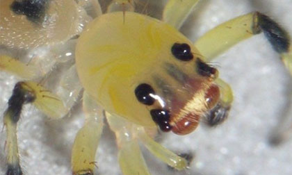 Chú nhện nhảy có thân hình óng ánh, trong suốt