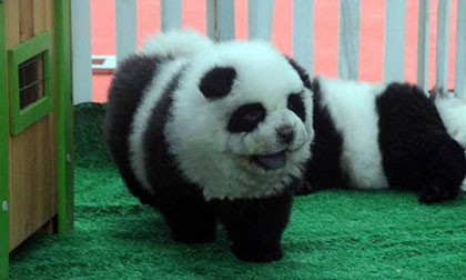 'Hô biến' chó thành gấu trúc để phản đối... ăn thịt chó