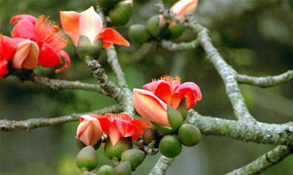 Chữa mụn nhọt sưng tấy với cây hoa gạo