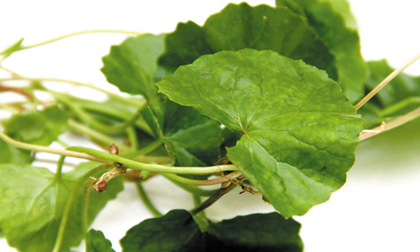 Rau má chống lão hóa