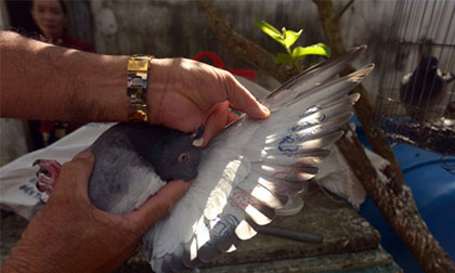 Chim bồ câu có ký tự lạ trên cánh ở đảo Lý Sơn