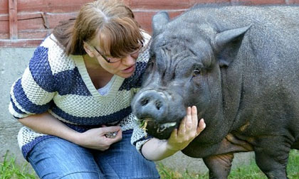 Lợn cảnh mini bỗng phát phì, nặng hơn trăm kilogram