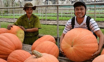 Củ quả kích thước 'khủng' ở Việt Nam