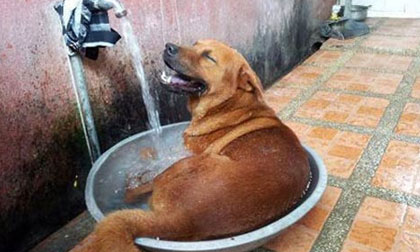 Chết cười những hình ảnh về nắng nóng