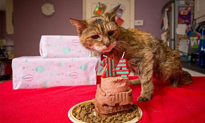 Chú mèo 24 tuổi được phong danh hiệu già nhất thế giới