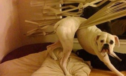 Hài hước với biệt tài 'xin lỗi' của những chú chó