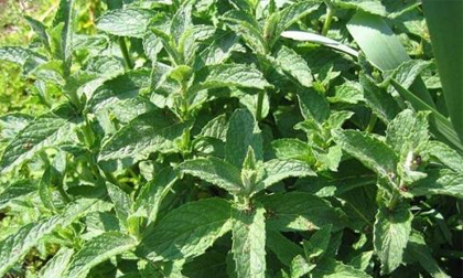 Bài thuốc dân gian chữa chứng khó tiêu ở trẻ