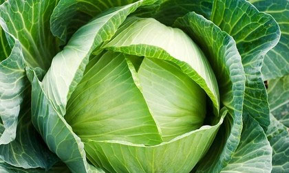 Bắp cải - "thuốc tốt của người nghèo"