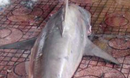 Cá mập lại xuất hiện gần bãi tắm Quy Nhơn