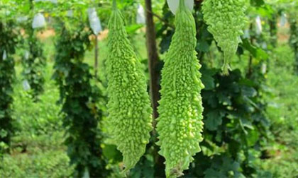 Những người không nên ăn mướp đắng