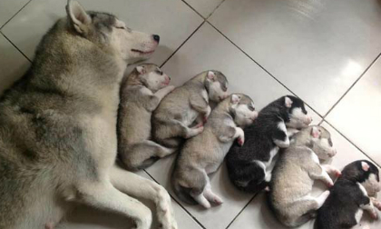 Những đàn mẹ con nhà chó ngộ nghĩnh "đốn tim" người hâm mộ