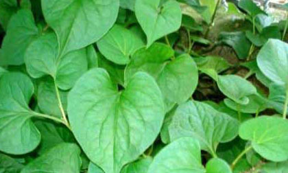 Diếp cá có thể giảm triệu chứng và biến chứng của sởi