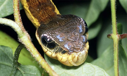 Kỳ lạ loài bướm có ngoại hình giống rắn