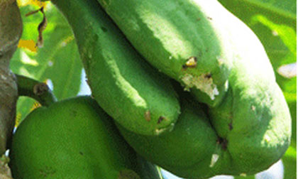 Xoài và đu đủ hình bàn tay người trên núi Chóp Chài