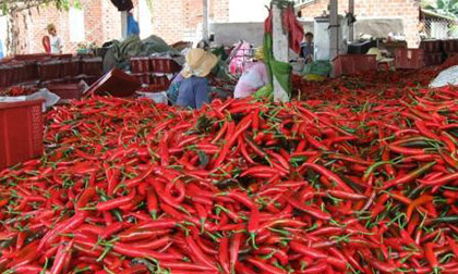 Chanh, xoài, ớt... giảm giá mạnh vì Trung Quốc ngừng mua