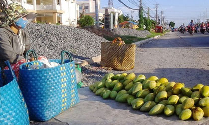 Xoài Đồng Nai giá chỉ 500 đồng/kg vẫn không người mua