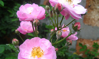 Chữa cảm nắng, cảm nóng với hoa tầm xuân