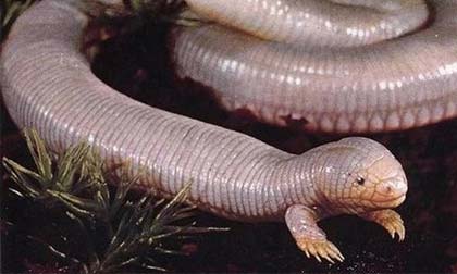 Rợn người sinh vật lạ vừa giun, rắn và rùa