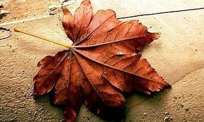 "Khiếu" nghệ thuật của 12 chòm sao