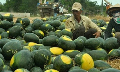 Dưa hấu cuối vụ tăng giá, thương lái tranh mua