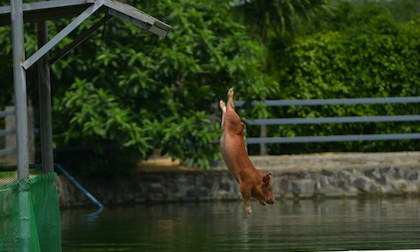 Những chú heo nhảy cầu chuyên nghiệp như người
