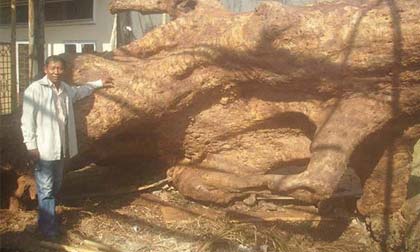 Bỏ 2 tỷ đồng mua gốc cây bàng 700 tuổi