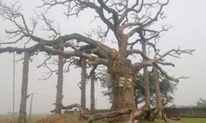 Bí mật về "cây thiêng giết người" sống hàng ngàn năm