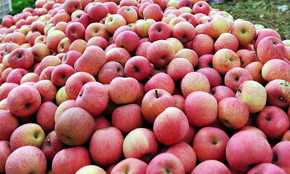 Hoa quả Trung Quốc nhiễm độc cao gấp 2 - 3 lần quy định vẫn... an toàn?