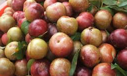 Công dụng chữa bệnh tuyệt vời từ quả mận