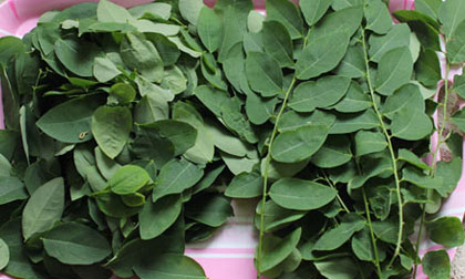 Vì sao sau sinh ai cũng bắt ăn rau ngót?