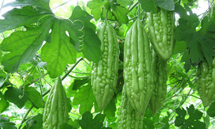 Quả mướp đắng có khả năng trị tiêu chảy cực tốt