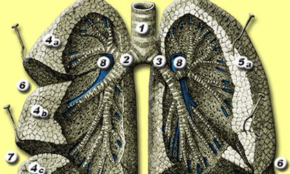 Phổi lợn làm thuốc