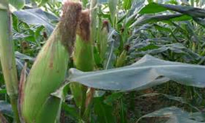 Râu ngô giúp hạ mỡ máu