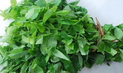 Bài thuốc dân gian chữa tưa lưỡi