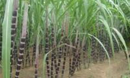 Nghi án một phụ nữ bị hiếp, giết trong ruộng mía